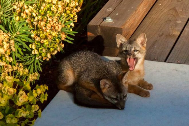 FB Fox, Facebook Fox, foxes, baby foxes, fox family, facebook, firefox, animals, cuteness overload