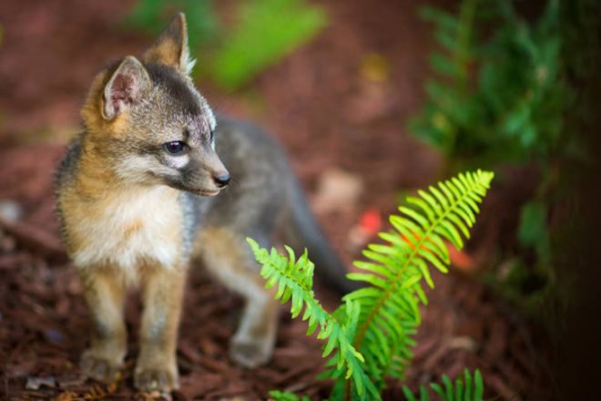 FB Fox, Facebook Fox, foxes, baby foxes, fox family, facebook, firefox, animals, cuteness overload
