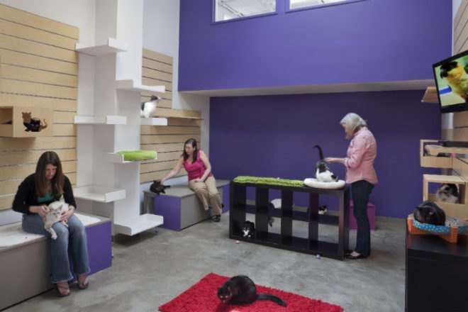 Friends For Life, Gensler, don sanders adoption center, animal shelter, leed certified animal shelter, no kill shelter, houston