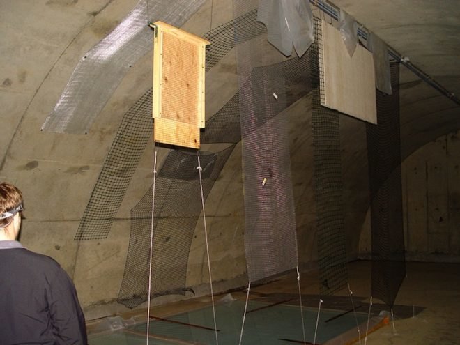 White-Nose Syndrome, Northern Maine Aroostook National Wildlife Refuge, cold war bunkers, grass-covered bunkers, artificial caves, hibernacula for bats, Loring Air Force Base, US Fish and Wildlife Service, adaptive reuse, news, environment, bats