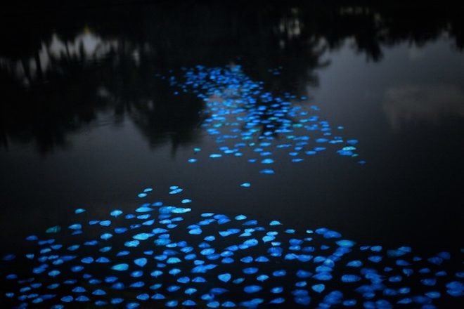 bioluminescence, Puerto Rico, First Art Foundation, art, environmental art, Obon Festival, Festival of the Dead, dinoflagellates, Miya Ando, eco-art, site specific art installation, solar energy, bioluminescent leaves