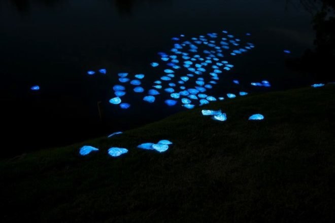 bioluminescence, Puerto Rico, First Art Foundation, art, environmental art, Obon Festival, Festival of the Dead, dinoflagellates, Miya Ando, eco-art, site specific art installation, solar energy, bioluminescent leaves