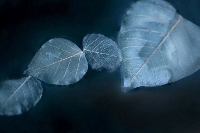 bioluminescence, Puerto Rico, First Art Foundation, art, environmental art, Obon Festival, Festival of the Dead, dinoflagellates, Miya Ando, eco-art, site specific art installation, solar energy, bioluminescent leaves