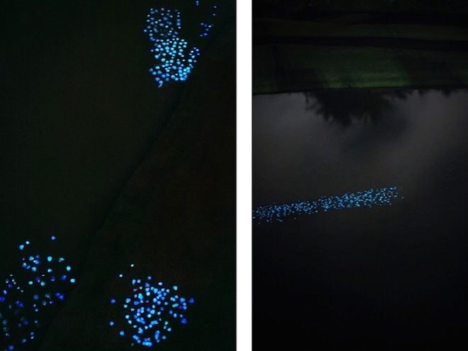 bioluminescence, Puerto Rico, First Art Foundation, art, environmental art, Obon Festival, Festival of the Dead, dinoflagellates, Miya Ando, eco-art, site specific art installation, solar energy, bioluminescent leaves