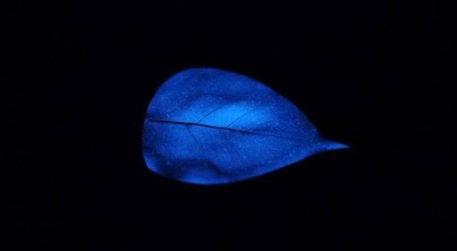 bioluminescence, Puerto Rico, First Art Foundation, art, environmental art, Obon Festival, Festival of the Dead, dinoflagellates, Miya Ando, eco-art, site specific art installation, solar energy, bioluminescent leaves