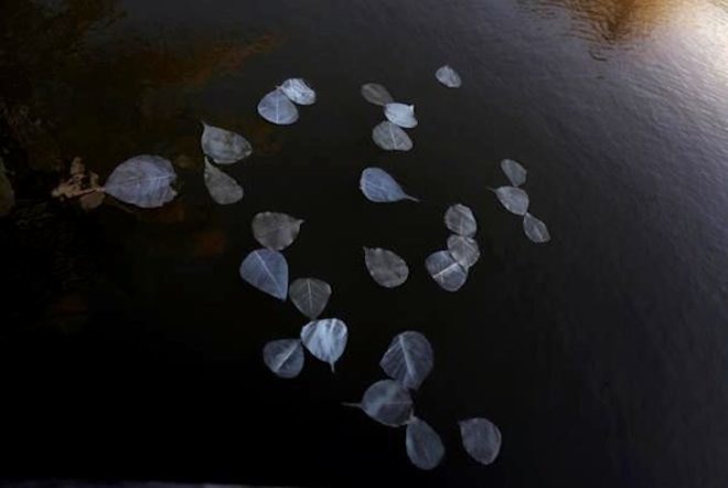 bioluminescence, Puerto Rico, First Art Foundation, art, environmental art, Obon Festival, Festival of the Dead, dinoflagellates, Miya Ando, eco-art, site specific art installation, solar energy, bioluminescent leaves