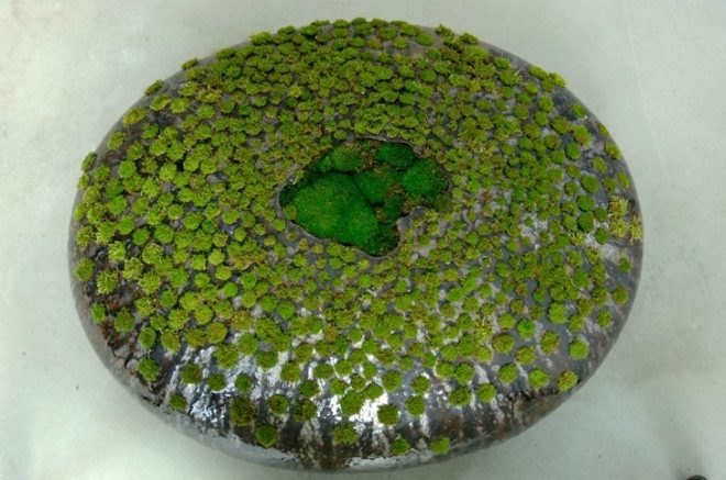 Mineo Mizuno, Mineo Mizuno Coexistence, moss sculptures, green art, green sculptures, ceramic sculptures, Japanese designers, Japanese landscape art, pebble art, art horticulture