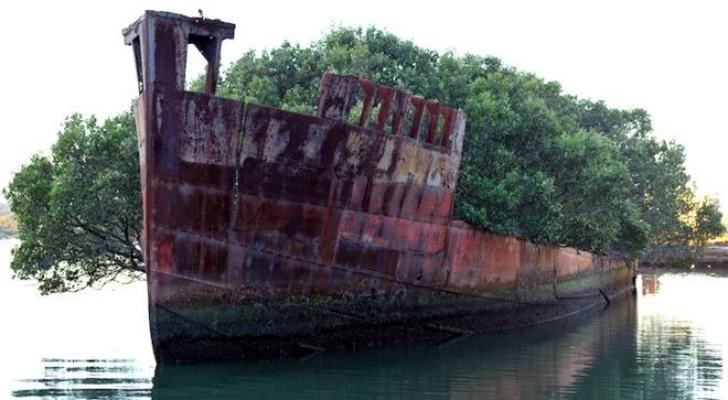 SS Ayrfield, floating mangrove forest, Australia, Olympic Park, Sydney boats, Homebush bay wrecks, nature, dystopia, coal ship, WWII supply ship, environmental news