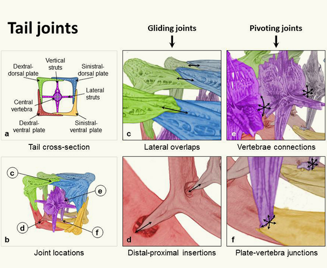 university of california san diego, seahorse, body armor, medical applications, polymer, flexible materials, flexible polymer, applications, UCSD