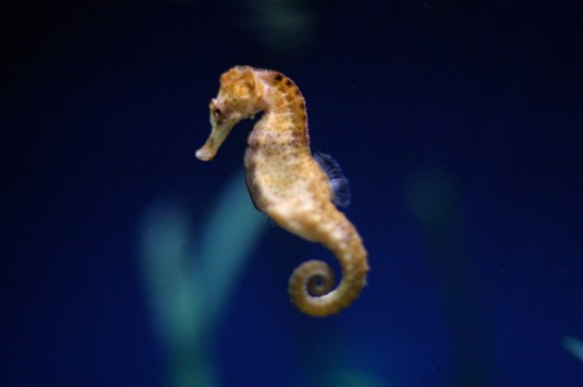 university of california san diego, seahorse, body armor, medical applications, polymer, flexible materials, flexible polymer, applications, UCSD