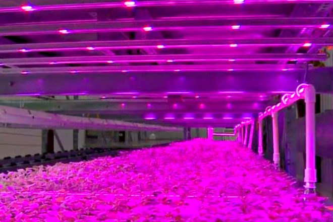 Vertical Pinkhouse, Caliber Biotherapeutics, pinkhouse, pink light, led light, indoor farm, vertical farm