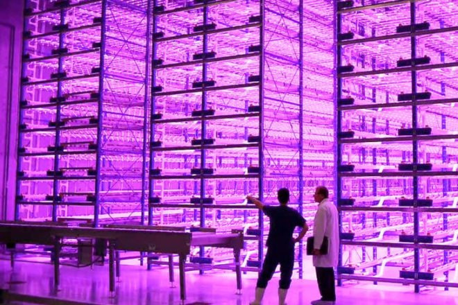Vertical Pinkhouse, Caliber Biotherapeutics, pinkhouse, pink light, led light, indoor farm, vertical farm
