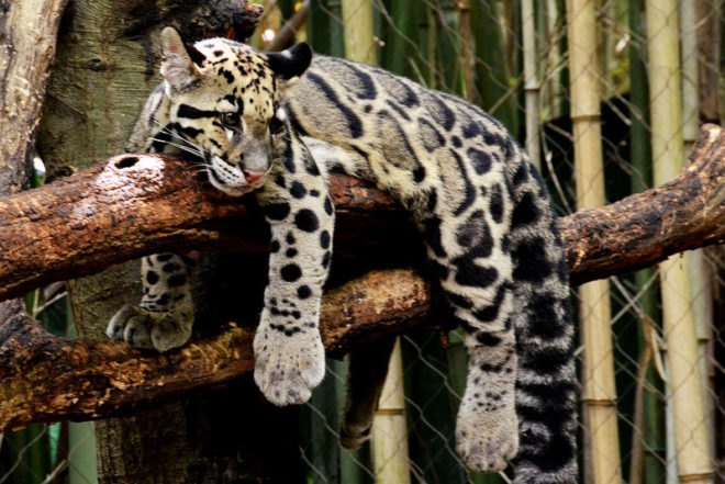 Formosan clouded leopard, clouded leopard, Neofelis nebulosa brachyura, Taiwan, extinct leopard,