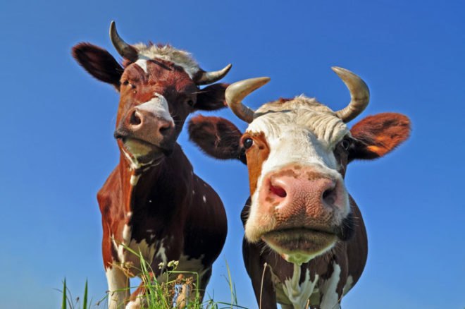 domestic, cow, cattle, methane, greenhouse gas, ruminomic project, field