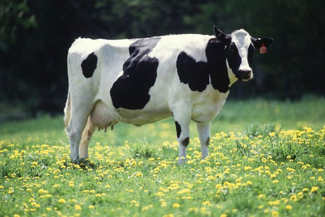 domestic, cow, cattle, methane, greenhouse gas, ruminomic project, field
