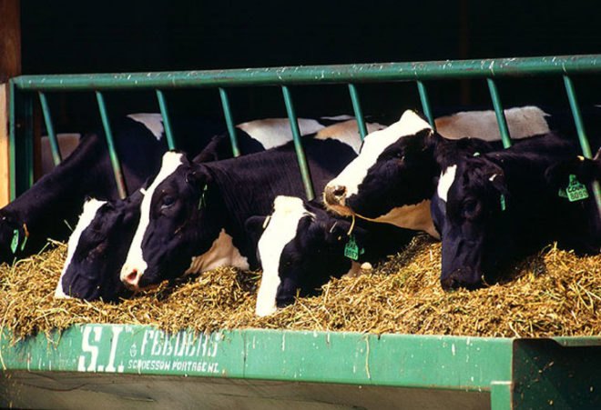 domestic, cow, cattle, methane, greenhouse gas, ruminomic project