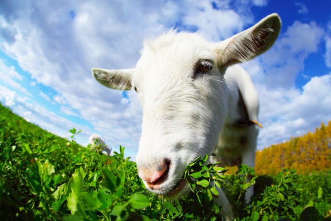 goat, goat grazing, billy goat, goat eating,