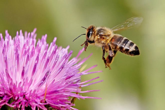 honeybee, croatia, landmine, zagreb university, train, tnt