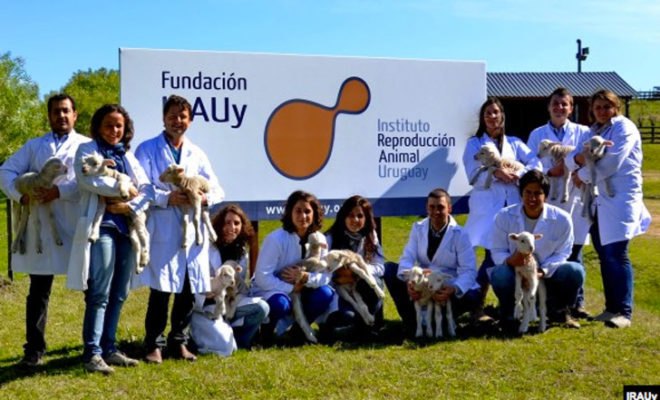 irauy, glowing sheep, bioengineer, genetically modified, uruguay, research team