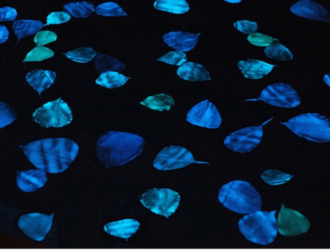 bioluminescence, Puerto Rico, First Art Foundation, art, environmental art, Obon Festival, Festival of the Dead, dinoflagellates, Miya Ando, eco-art, site specific art installation, solar energy, bioluminescent leaves