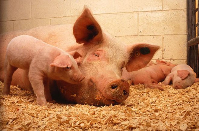 pig, swine, hog, waste, china, australia, crc care, poocare