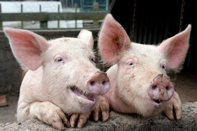 Pigs, pig sty, smiling pigs, funny pigs,