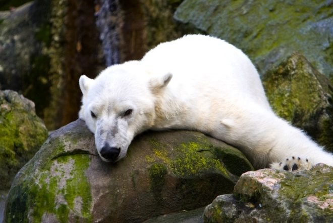 news, environmental news, climate change, polar bears, national academy of sciences, University of Alberta, teardrop glacier, plants come back from the dead, arctic plants, ice age