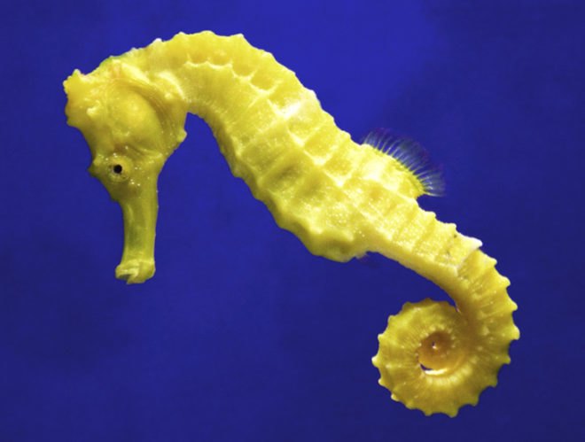 university of california san diego, seahorse, body armor, medical applications, polymer, flexible materials, flexible polymer, applications, UCSD