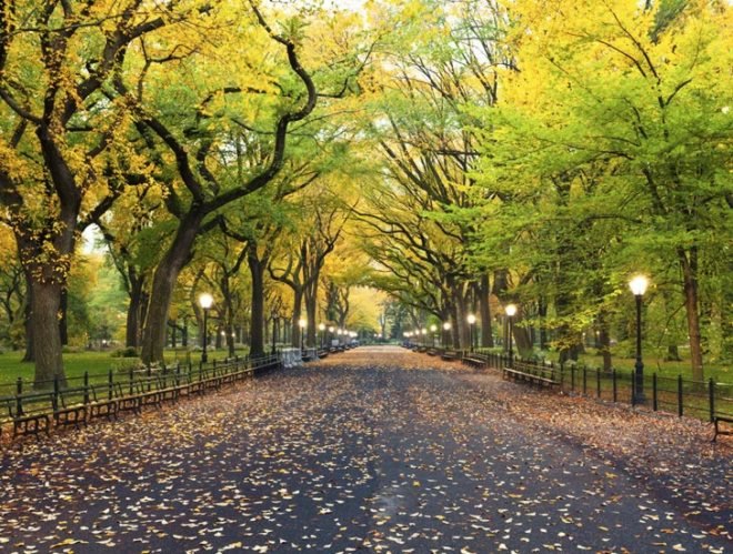 urban forest, carbon, sequestration, capture, economy, billions, us forest service, seattle