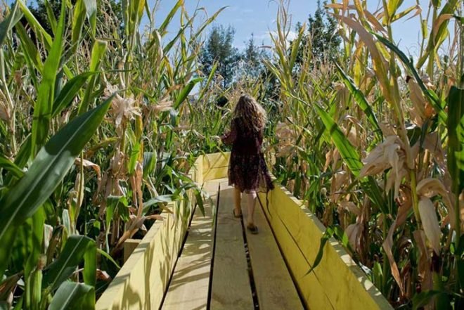 Beals & Lyon, yellow, pavilions, Garden of Forking Paths, Santiago, Chile, recycled wood, native trees, maize, Architecture, Daylighting, Recycled Materials