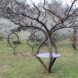 Pooktre, Becky Northey, Peter Cook, Pook, Tree Shaping, Knowledge to Grow Shaped Trees, tree furniture, living furniture, green furniture, tree chair, pooktre interview