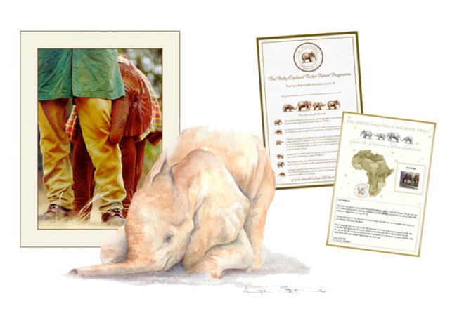 Elephant and Rhino Sponsorship