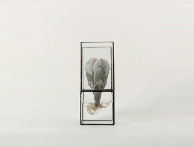 green design, eco design, sustainable design, terrarium, 1012 Terra, Daisuke Tsumanuma, Kenichi Yamada
