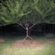 Pooktre, Becky Northey, Peter Cook, Pook, Tree Shaping, Knowledge to Grow Shaped Trees, tree furniture, living furniture, green furniture, tree chair, pooktre interview