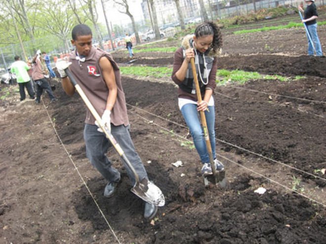 urban farms, nyc urban farms, new york city housing authority, red hook houses urban farm, added value organization, green city force, center for economic opportunity, urban farm job training program, Brooklyn farmers markets, nyc farmers markets, urban agriculture, urban agriculture training, nyc urban agriculture, nyc urban agriculture programs, linda l gibbs