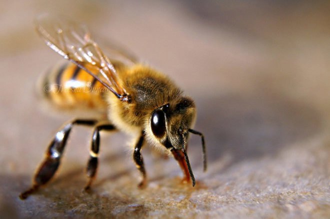green design, eco design, sustainable design, Whole Foods, Xerces, University Heights Whole Foods, Bee population, bee pollinated food, bee pollination