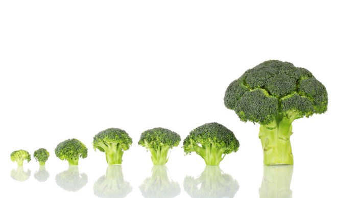 lineup of broccoli heads from smallest to tallest