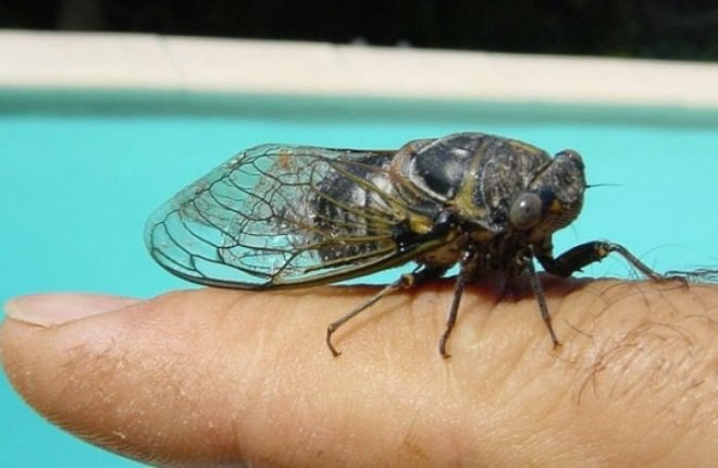 Cicadas, cicadas nyc, cicadas brood II, university of Maryland college park, gene kritsky, cicada northeast brood, cicadas staten island, mike raupp, cicada decline, cicada declining population, cicada 17 year emergence