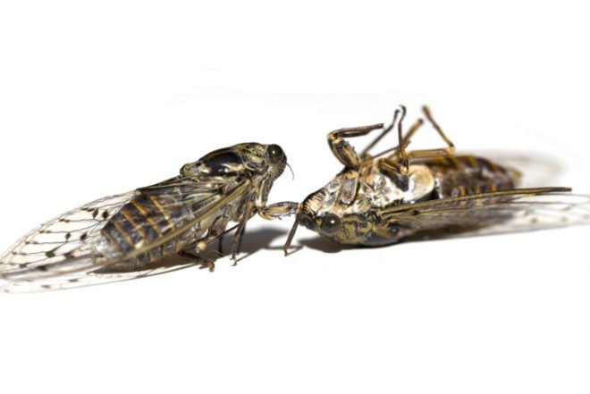 Cicadas, cicadas nyc, cicadas brood II, university of Maryland college park, gene kritsky, cicada northeast brood, cicadas staten island, mike raupp, cicada decline, cicada declining population, cicada 17 year emergence
