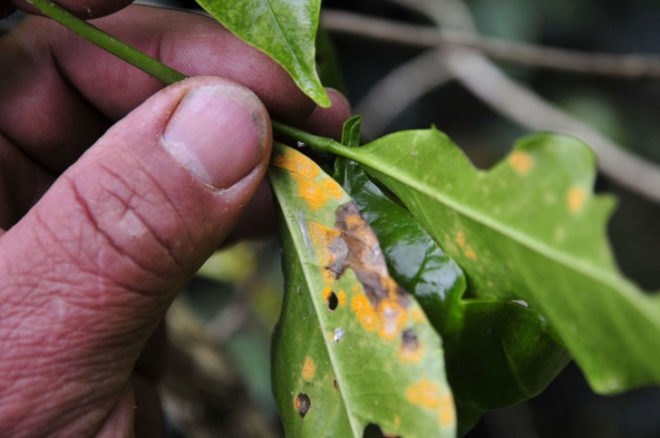 green design, eco design, sustainable design, coffee rust fungus, coffee in danger, climate change, Central America Coffee