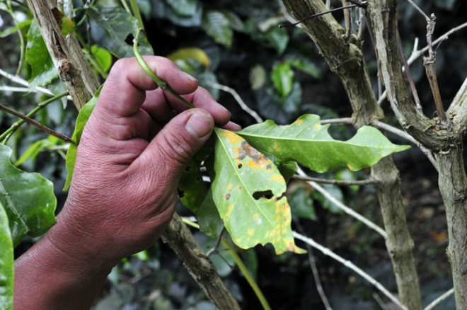 green design, eco design, sustainable design, coffee rust fungus, coffee in danger, climate change, Central America Coffee