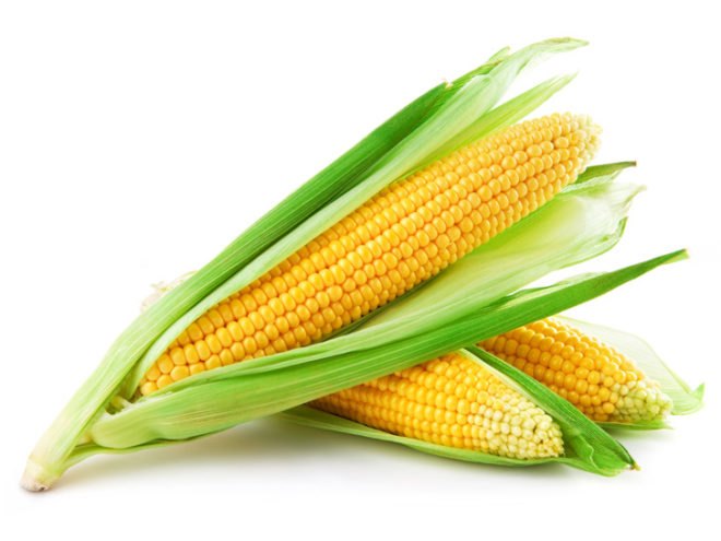 yellow corn on white background