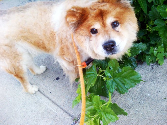 barc shelter, walking dogs, nyc dog rescue, walk dogs, date ideas