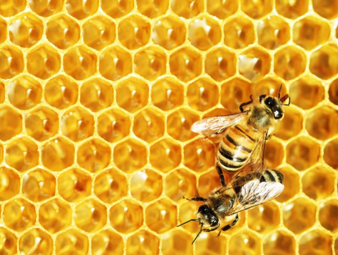 beekeeper, honeybee, high fructose corn syrup, sugar, national academy of sciences, immune system, epa, europe, ban, neonicotinoids, pesticides, varroa, mite, colony collapse disorder, bayer ag, syngenta, monsanto, p-coumaric acid, honey, food