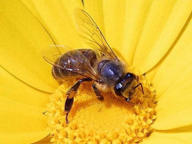 honeybee, colony collapse disorder, food, pollinate, united states, honey