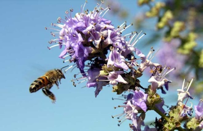 honeybee, colony collapse disorder, food, pollinate, united states, honey