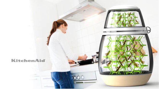 Lepsis, insect vessel, Mansour Ourasanah, insects, KitchenAid