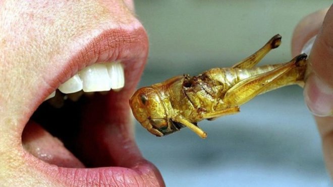Lepsis, insect vessel, Mansour Ourasanah, insects, KitchenAid