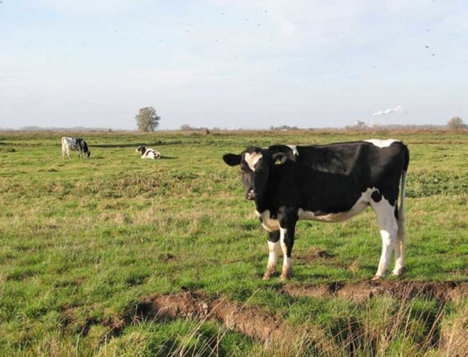 methane, greenhouse gas, biofilter, university of calgary, ccemc, dairy cows