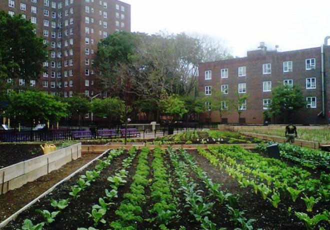 urban farms, nyc urban farms, new york city housing authority, red hook houses urban farm, added value organization, green city force, center for economic opportunity, urban farm job training program, Brooklyn farmers markets, nyc farmers markets, urban agriculture, urban agriculture training, nyc urban agriculture, nyc urban agriculture programs, linda l gibbs